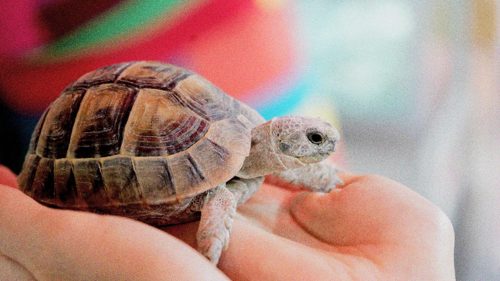 abu-dhabi-art-house-cafe_small-cute-turtles-inside-art-house-cafe_fwrto_28-04-2026